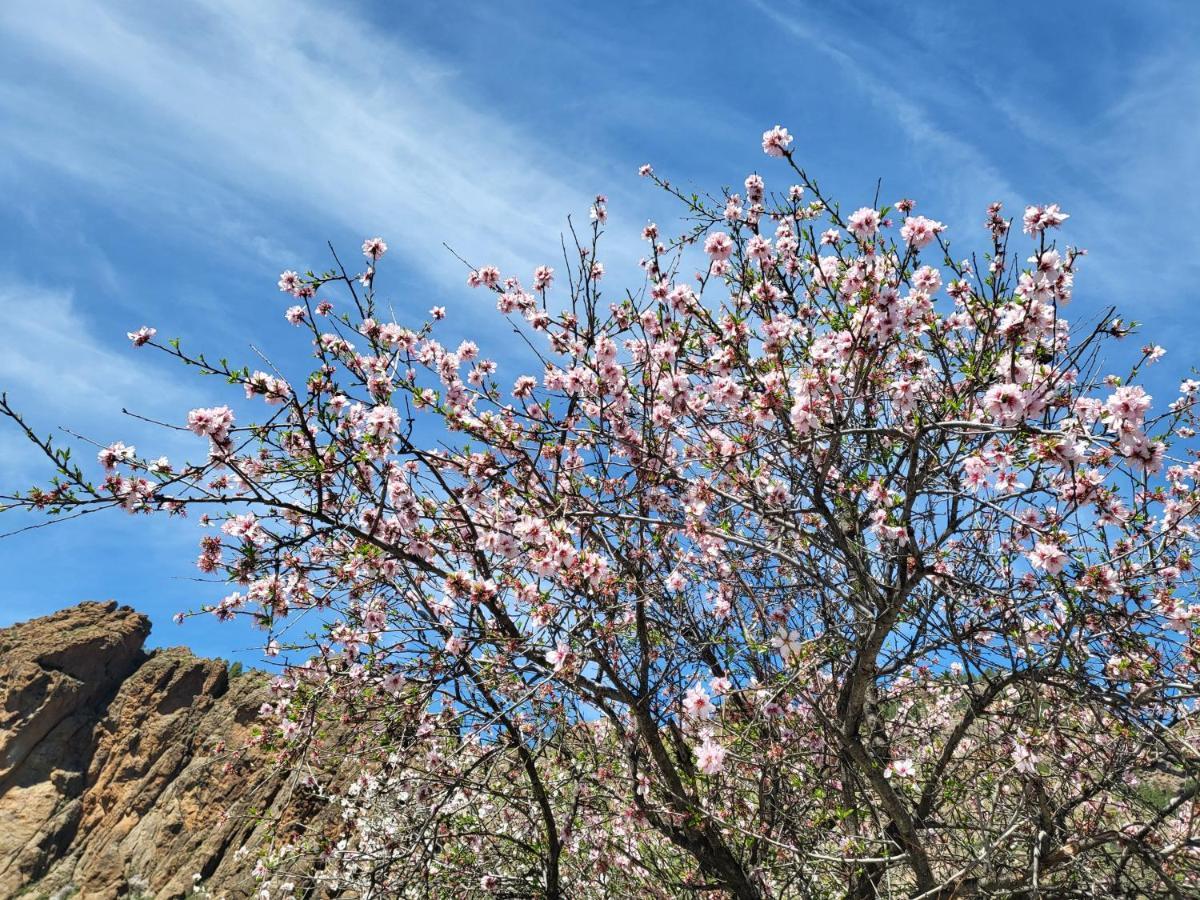 Casa Rural Los Pinares El Juncal De Tejeda 외부 사진